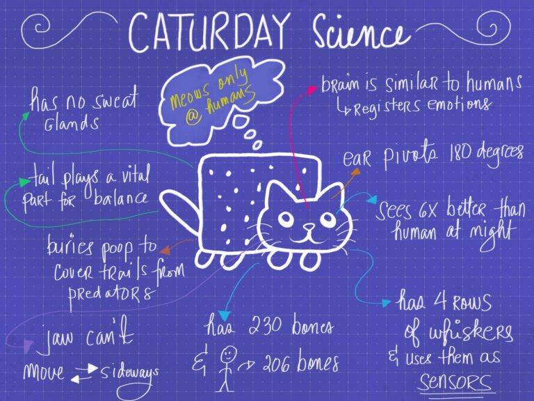 Caturday (Sketchnotes by Carmelyne)